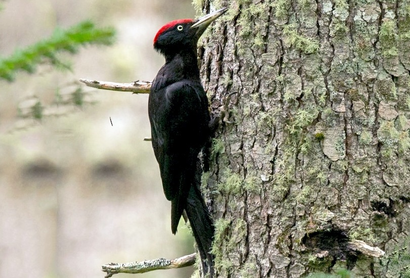 Aves del País Vasco