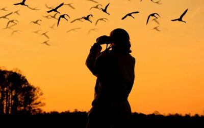 Observar aves de forma respetuosa