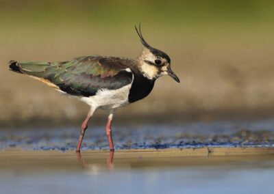 Avefría Europea