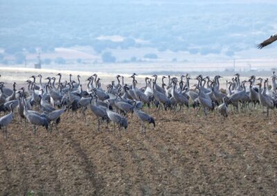 Common Cranes eating in Gallocanta fields.