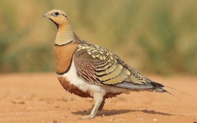 Birdwatching in Spain: a complete guide to