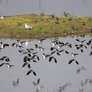 Observación de Aves en Bizkaia