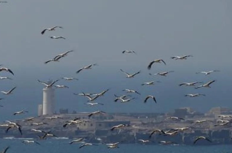 White Stork at The Strait