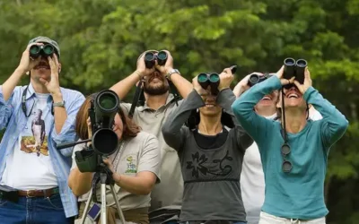 How to get started in bird watching