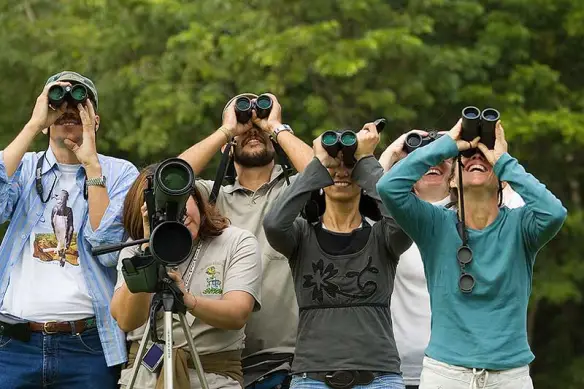 How to get started in bird watching